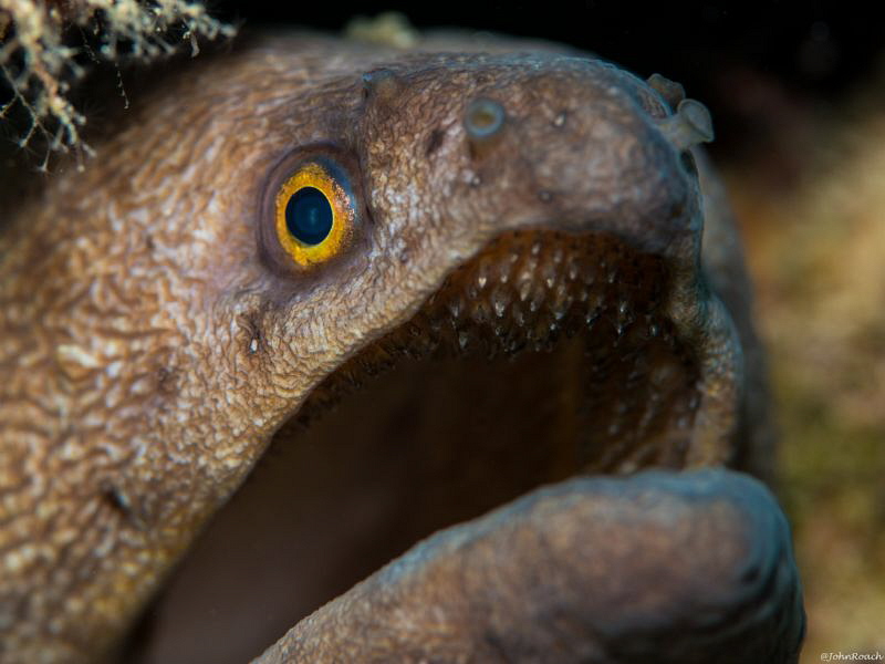 Broad Band Eel Under the tank @ Front Porch Bonaire by John Roach 