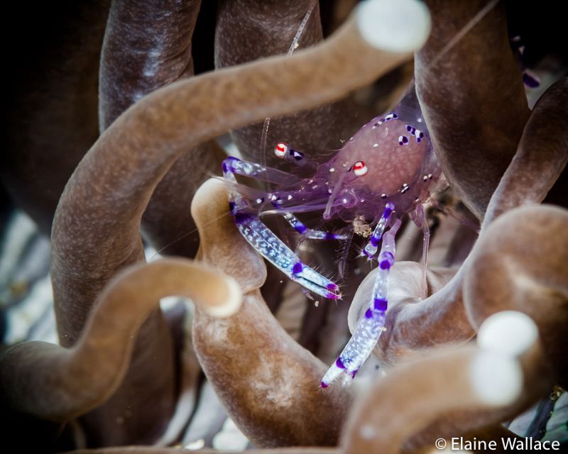 Anemone shrimp by Elaine Wallace 