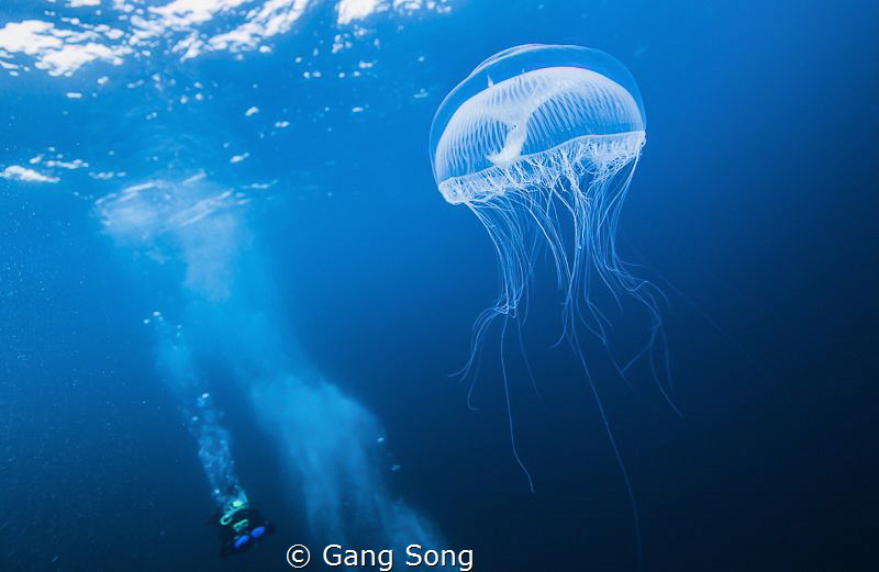 White spirit in the cold blue by Gang Song 