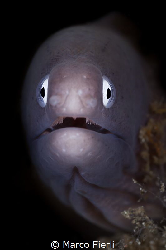 White Eyed Morey, Portrait by Marco Fierli 