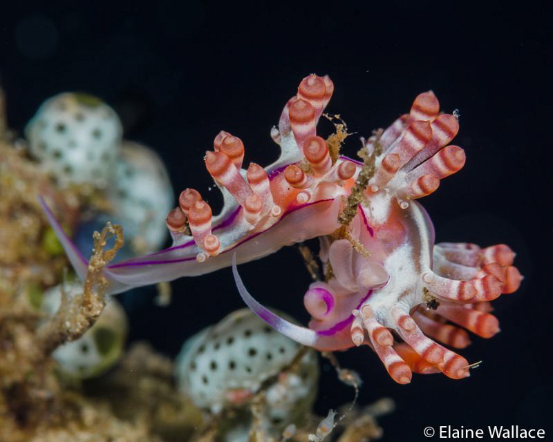 Nudi yoga.  I think flabelina bilas but please correct me... by Elaine Wallace 