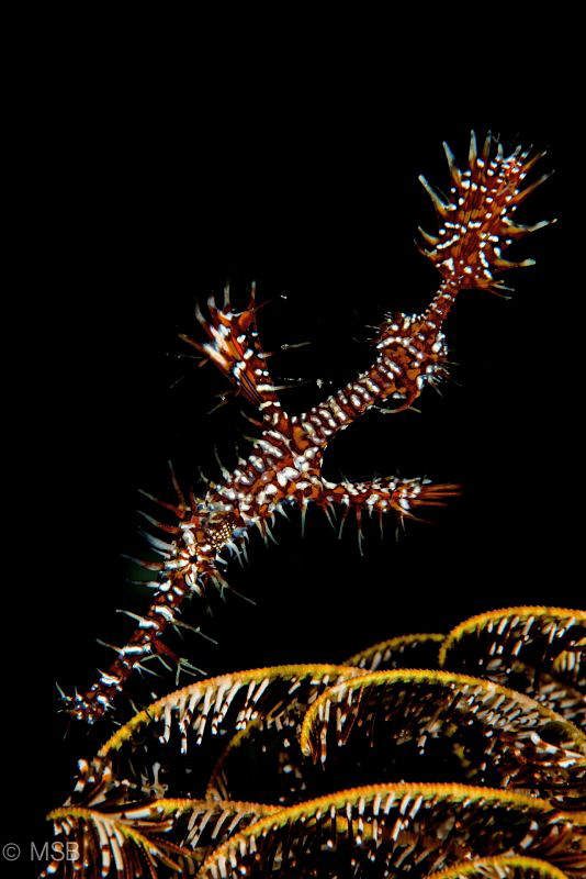 Ornate ghostpipefish. Bunaken. by Mehmet Salih Bilal 