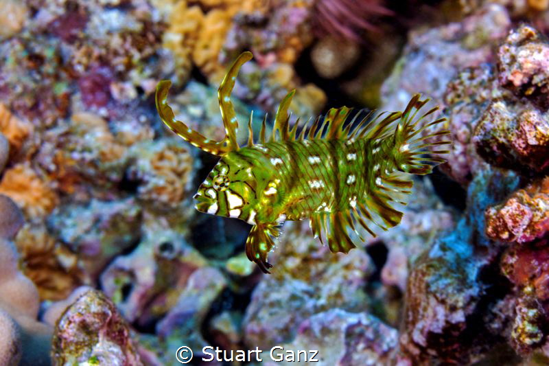 Dragon Wrasse by Stuart Ganz 