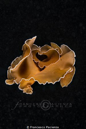 [:b:]Orange dancer[:/b:] by Francesco Pacienza 