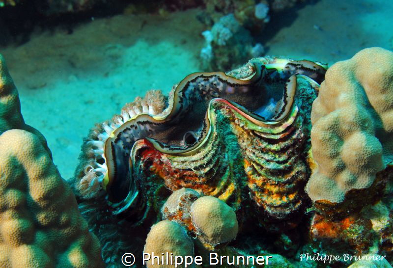 Giant clam and anemons by Philippe Brunner 