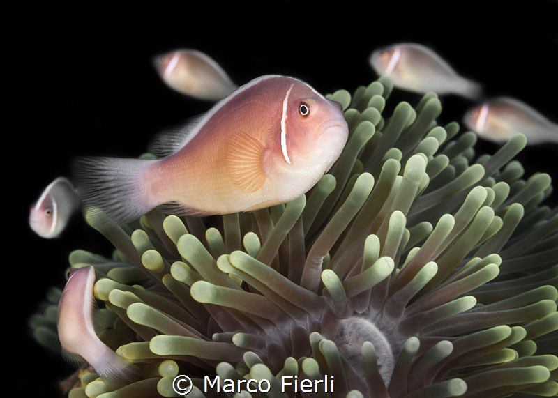 Ring Around the Rosie by Marco Fierli 
