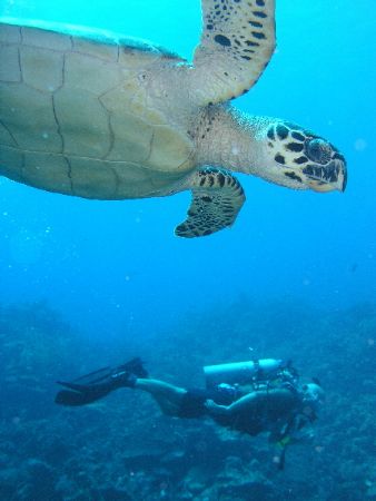 Turtle Crossing,Roatan-HN. by Anja Garrido Barnet 