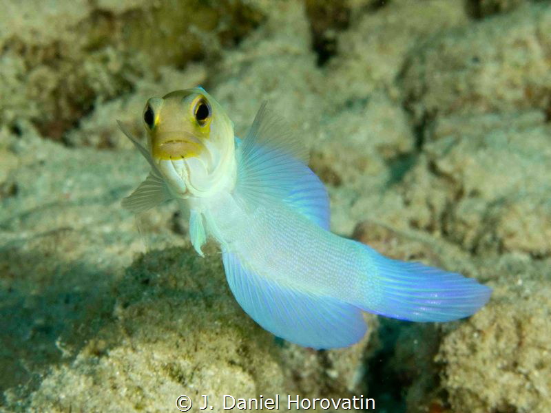 Yellowhead Jawfish by J. Daniel Horovatin 