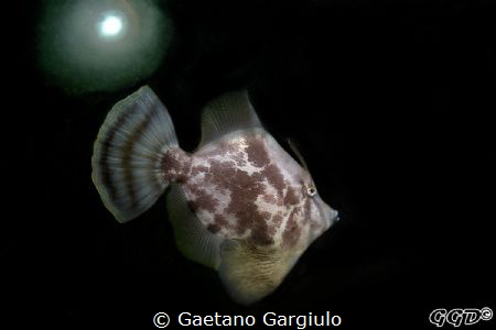 "under an artificial sun" playing with more than 2 strobe... by Gaetano Gargiulo 