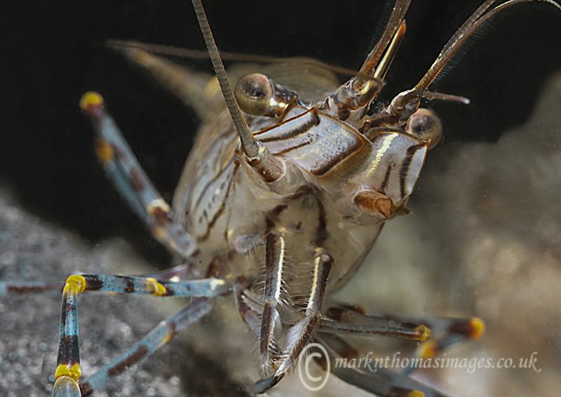 Prawn - Aughrus pier, Connemara. by Mark Thomas 