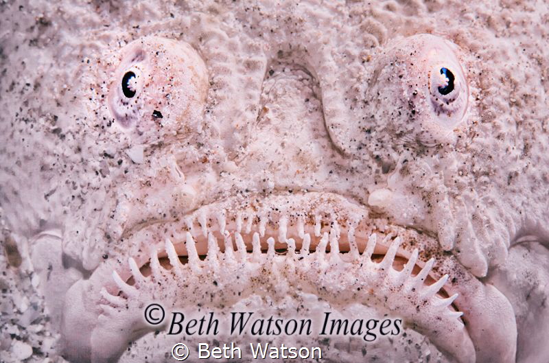 Stargazer (Uranoscopidae) by Beth Watson 