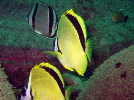 Place: Gorgona Island - Colombia
Site: El Planchon
Came... by Alvaro De Castro 