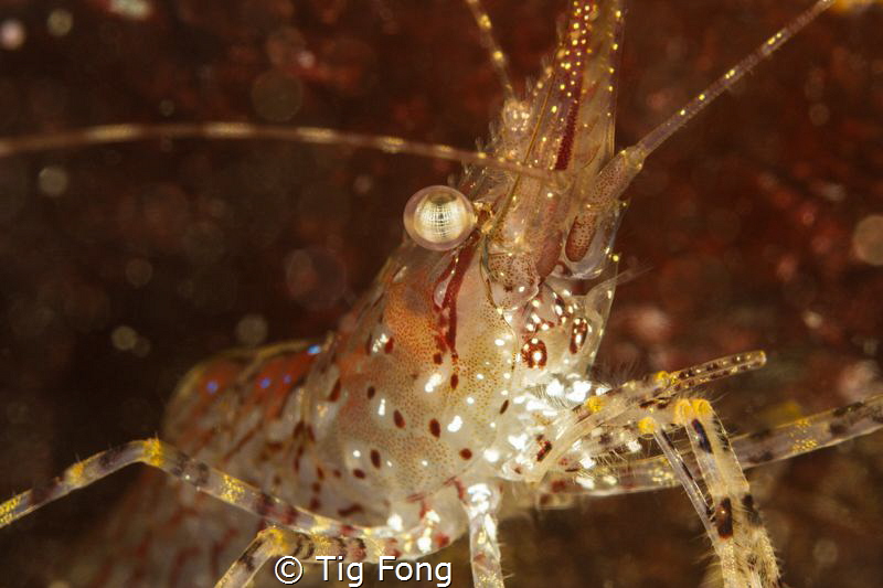 Followed the curious sound of Donna Summer and Bee Gees m... by Tig Fong 