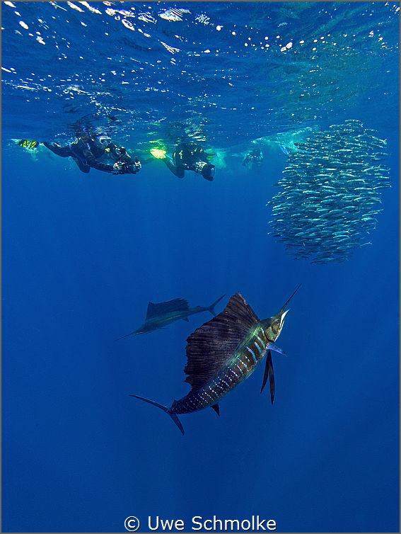 Sailfish on the hunt by Uwe Schmolke 