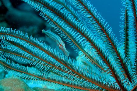 Camouflage ....... Bunaken Park, Manado, North Sulawesi. by Ugo Gaggeri 