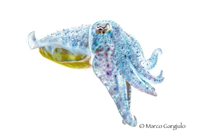 The Negative side of the Sea by Marco Gargiulo 