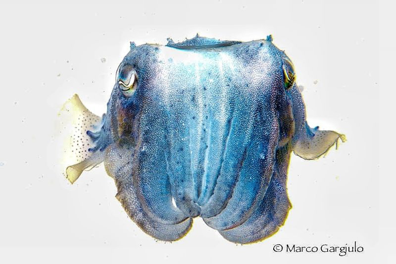 The Negative side of the Sea #2 by Marco Gargiulo 