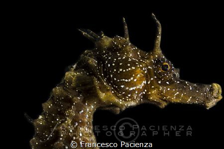 [:b:]Seahorse portrait[:/b:] by Francesco Pacienza 