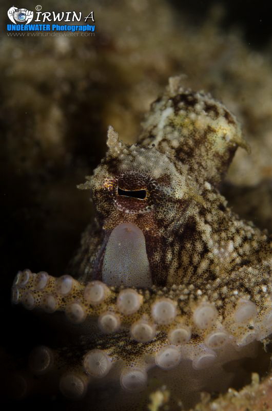 T H E - O C T O P U S
The common octopus, Octopus vulgar... by Irwin Ang 
