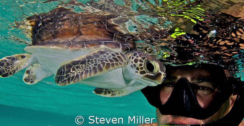 Hatchling by Steven Miller 