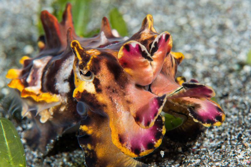 Flamboyant Cuttlefish seen on a dusk dive in Komodo Natio... by Paul Colley 