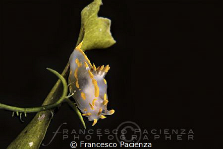 [:b:]Polycera quadrilineata[:/b:] by Francesco Pacienza 