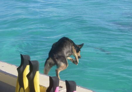 dog attacks shark ! by Laurence Hegarty 
