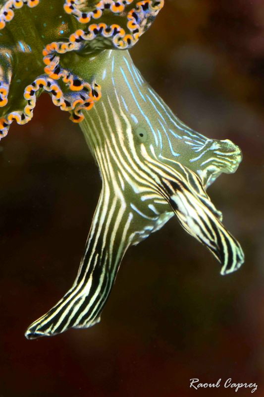 Hanging nudi by Raoul Caprez 