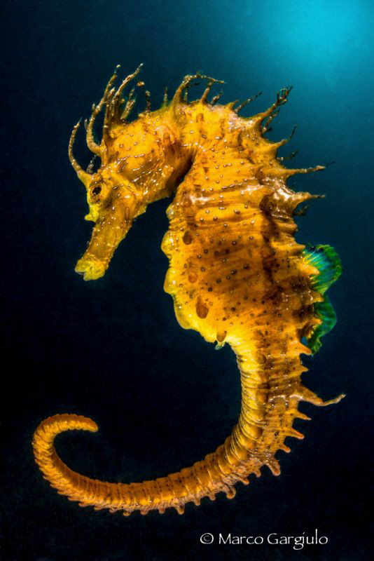 Yellow Submareine #2 by Marco Gargiulo 