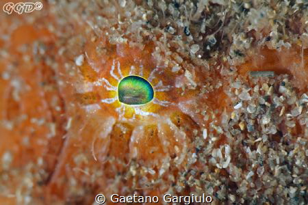 color-burst (105micro + macromate 2x) no crop by Gaetano Gargiulo 