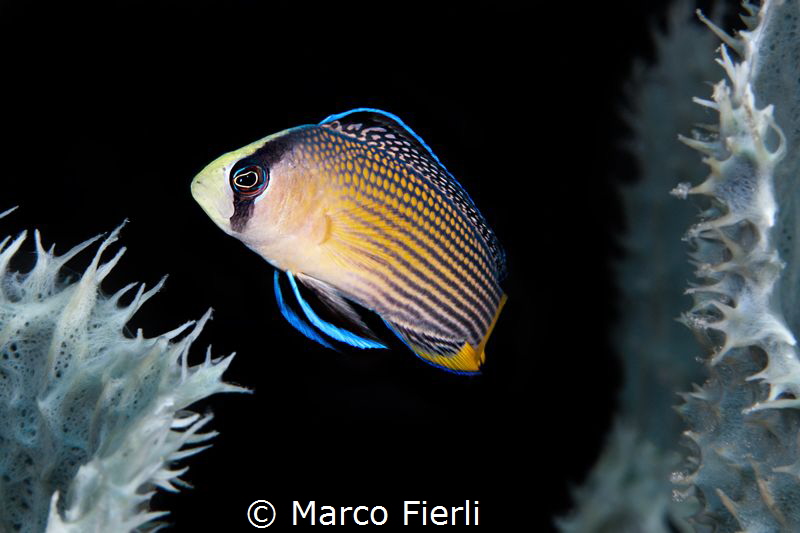 Splendid Dotty Back by Marco Fierli 