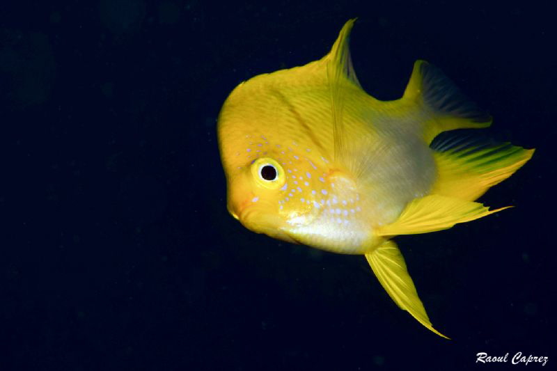 Yellow submarine by Raoul Caprez 