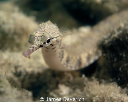 This pipe fish held perfectly still for me and stared dow... by James Deverich 