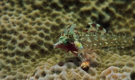 dragonet,wakatobi 2004,nikon f90x+105mm by Marco Wannenmacher 