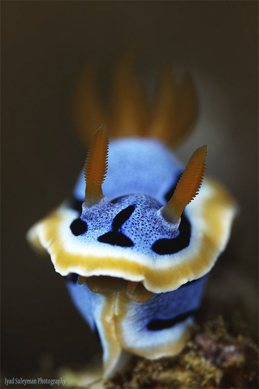 Chromodoris quadricolor by Iyad Suleyman 