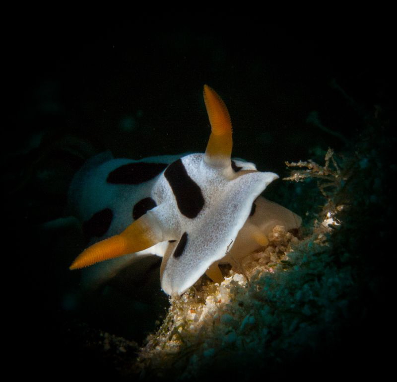 snooted Nudi by Steven Miller 