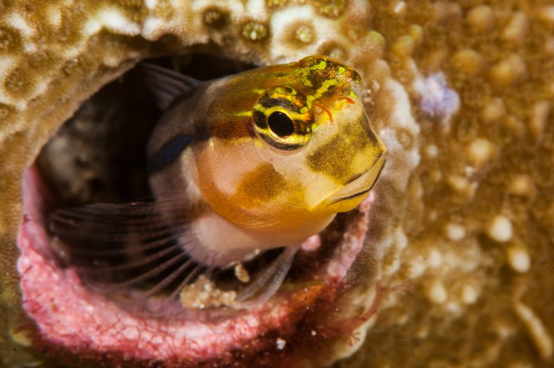Curious Blenny. by Mehmet Salih Bilal 