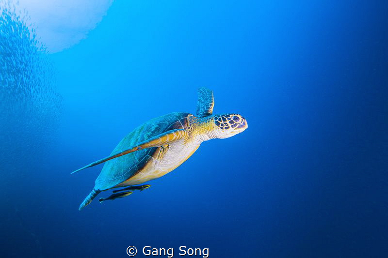 Simple Turtle by Gang Song 