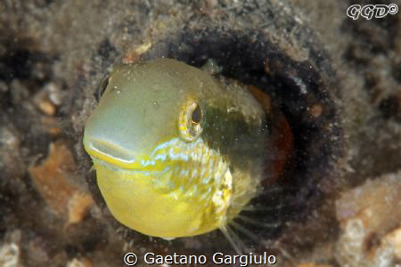 that is her place... by Gaetano Gargiulo 