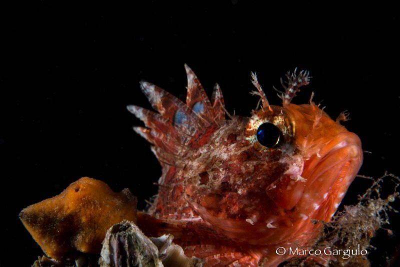 Little Scorpaena by Marco Gargiulo 