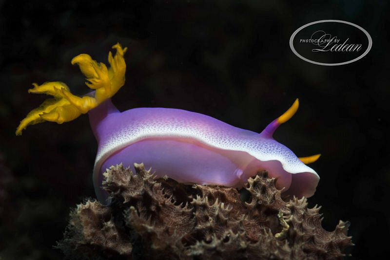 My first dive in the Philippines was amazing, sitting on ... by Ledean Paden 