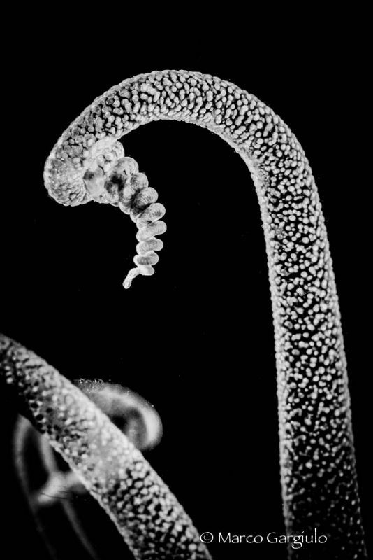 Tentacles on B/W by Marco Gargiulo 