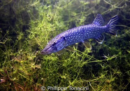 brochet by Philippe Tonacini 