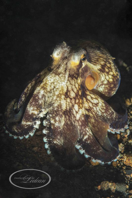 Night dive at "the pier" Anilao
1/250 sec;   f/25;   ISO... by Ledean Paden 