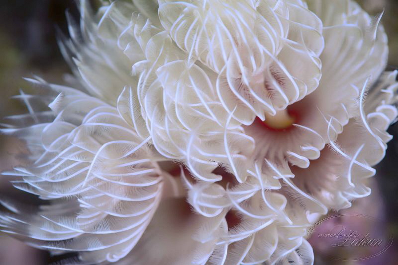 Underwater flowers! 
D800 105 lens aquatica housing. by Ledean Paden 