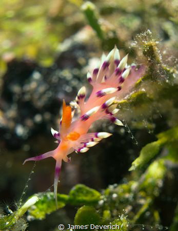 Flabelina on halemeda by James Deverich 