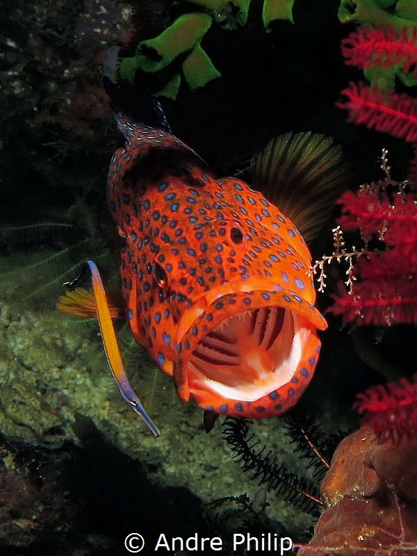 A jewels grouper is cleaning by a very nice cleanerfish by Andre Philip 