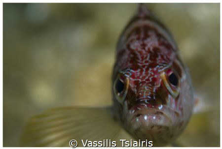 Soft focus by Vassilis Tsiairis 
