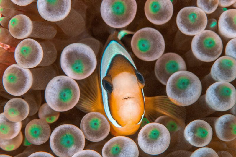 A Clownfish in Raja Ampat. by Mehmet Salih Bilal 