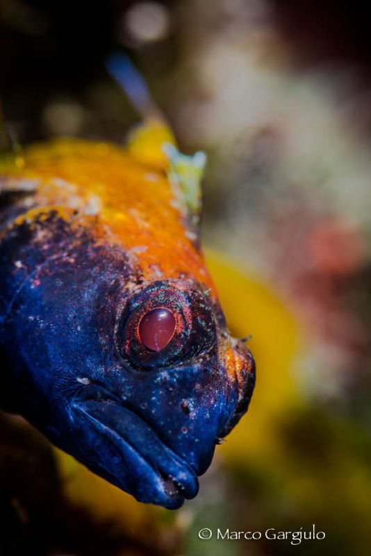 Yellow Pepper Blenny by Marco Gargiulo 
